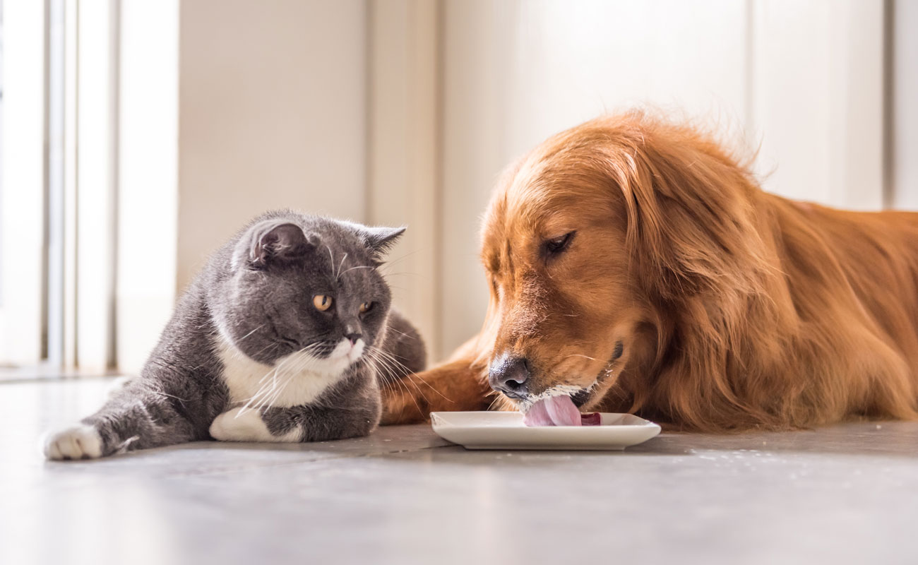 Wie Sie Ihren Haustieren mit dem richtigen Futter das richtige Gefühl geben